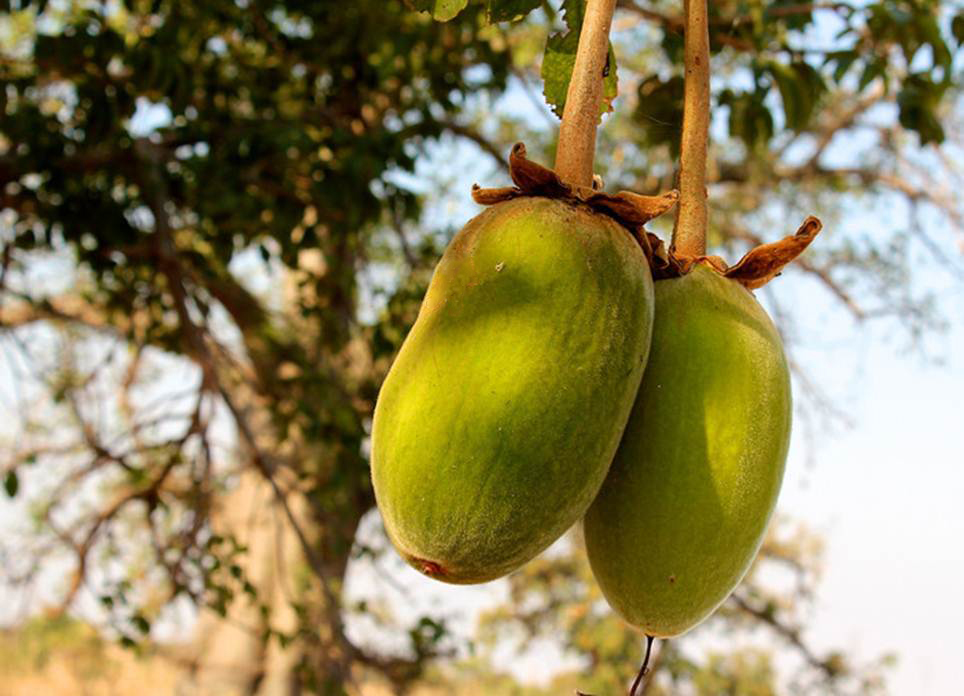 Baobab fruit